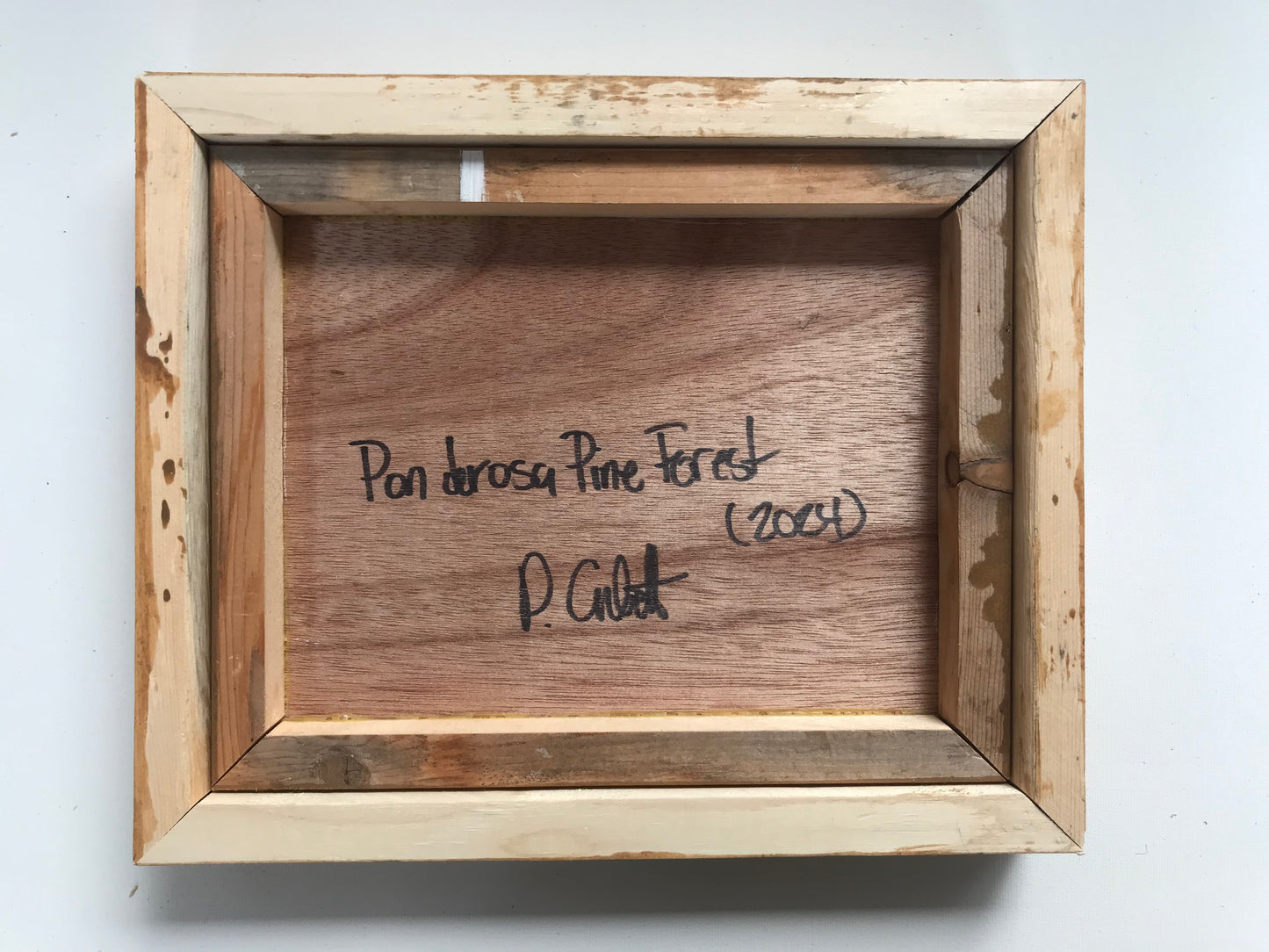 Ponderosa Pine Forest